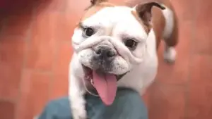 “No compres un bulldog hasta que la raza haya cambiado de forma”, suplican los veterinarios