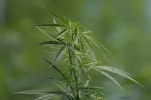 Suiza comienza a testear la venta de cannabis en las farmacias de Basilea