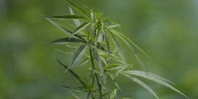 Suiza comienza a testear la venta de cannabis en las farmacias de Basilea