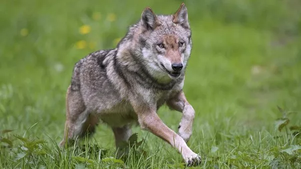 Los perros descienden de dos poblaciones distintas de lobos