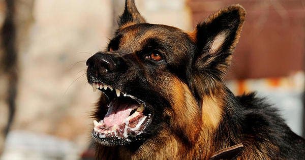 Veterinarios advierten brotes de rabia; ataques de perros y gatos a humanos