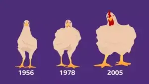 Cómo el pollo que comes aumentó de tamaño un 400% en 50 años