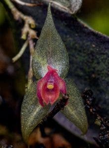 Linaje de las orquídeas en la isla es estudiado