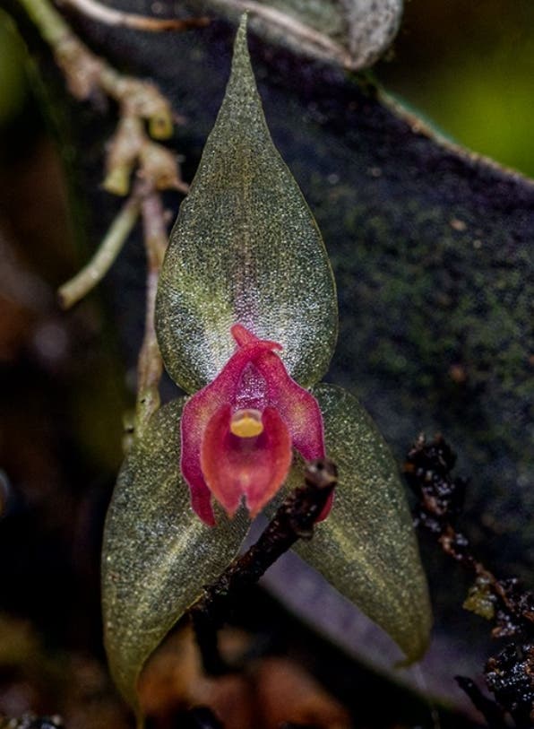 Linaje de las orquídeas en la isla es estudiado