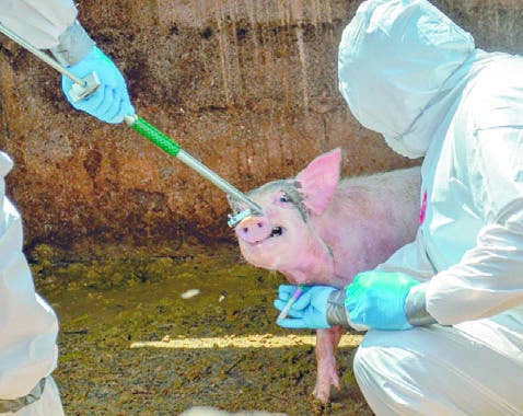 México ayudará a Haití con la fiebre porcina