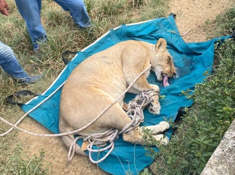 Escape de leones provoca pánico en Puerto Plata