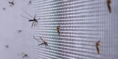 Cómo ciertos virus como el dengue y el zika cambian tu olor