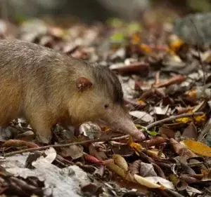 Únicos tres mamíferos endémicos de la isla se exhiben en el Zoológico