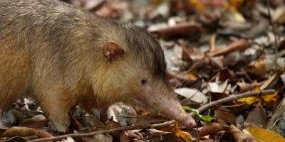 Únicos tres mamíferos endémicos de la isla se exhiben en el Zoológico