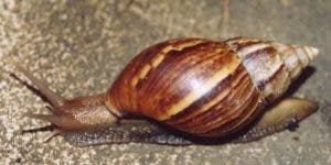 Caracol africano amenaza con propagarse en áreas de la RD