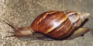 Caracol africano amenaza con propagarse en áreas de la RD