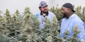 David Ortiz incursiona en el negocio del cannabis