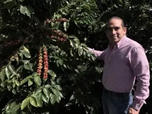 País recupera cafetales con nueva variedad