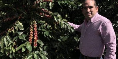 País recupera cafetales con nueva variedad