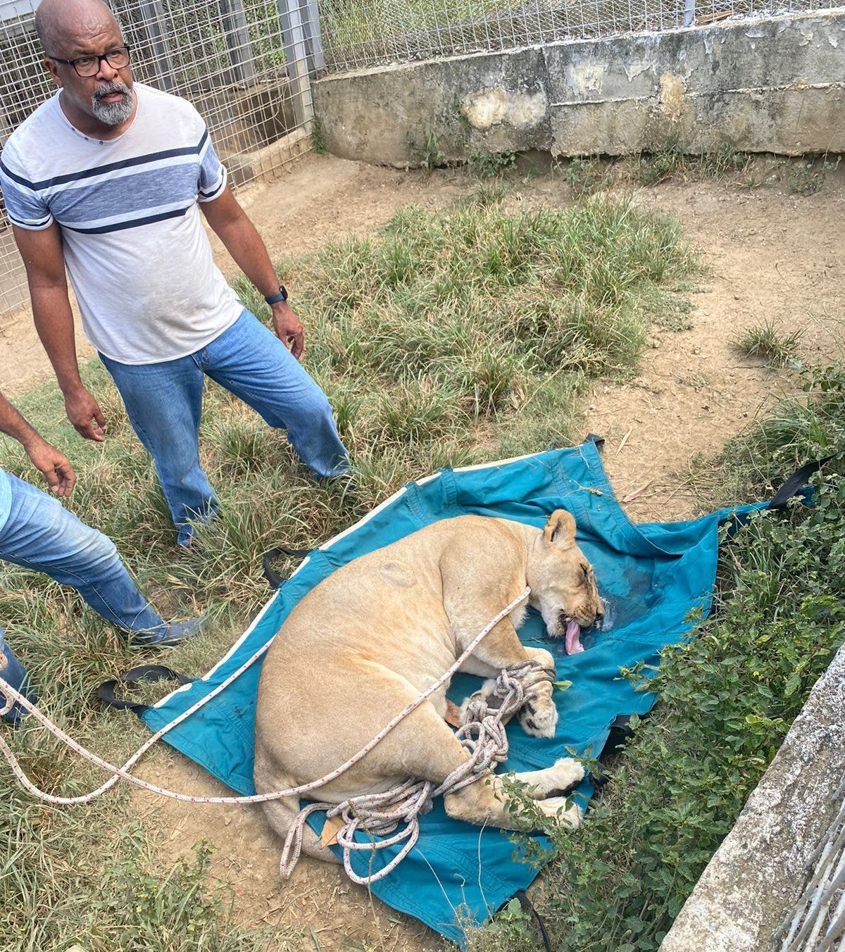 Capturan  leona se había escapado de jaula en una villa de Puerto Plata