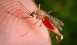 ¿Por qué los mosquitos nos pican a unos más que a otros?