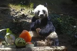 Muere An An, el panda gigante macho más anciano de la historia