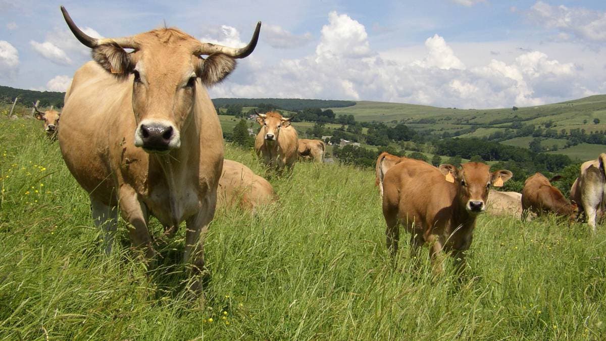 Croacia: Hallan ántrax en ganado muerto de parque natural