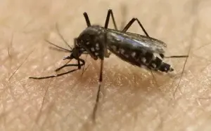 Los fallecidos por dengue van en aumento en el país