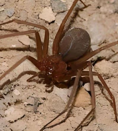 CMD insta a Salud indagar picada araña