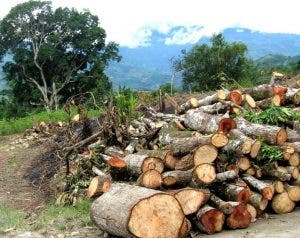 Medio Ambiente suspende corte madera bruta