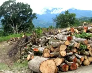 Medio Ambiente suspende corte madera bruta