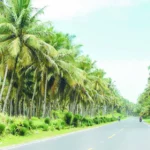 Industria del coco enfrenta retos para crecer y aprovechar un mercado mundial en expansión