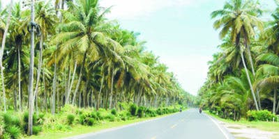 La industria del coco va más acelerada que la producción