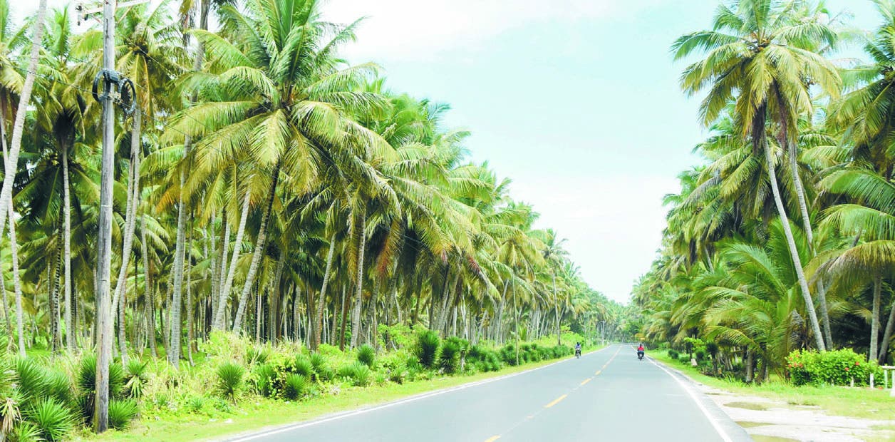 La industria del coco va más acelerada que la producción