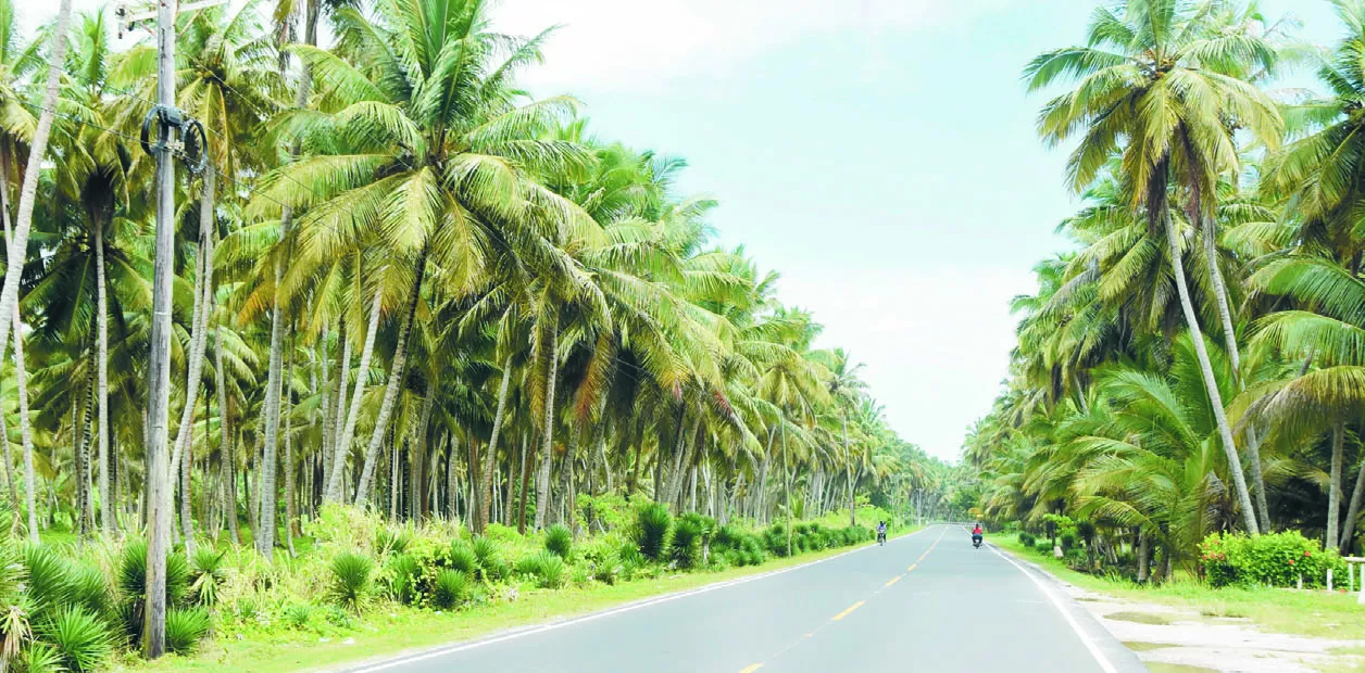 La industria del coco va más acelerada que la producción