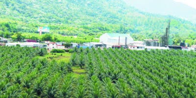 País tiene la mayor capacidad de industrialización  del coco en región