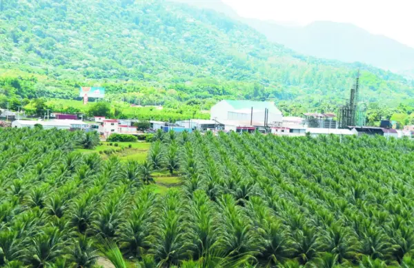 El Consorcio Rica cuenta con la mayor plantación de coco en el país, con más de 130 mil matas, la mayoría enano.  Alberto calvo