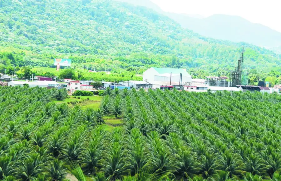 El Consorcio Rica cuenta con la mayor plantación de coco en el país, con más de 130 mil matas, la mayoría enano.  Alberto calvo