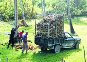 La cáscara y jícara de coco,  transformadas en abono y en artesanía