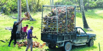 La cáscara y jícara de coco,  transformadas en abono y en artesanía