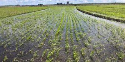 Piden al gobierno incentivo de 100 millones para la próxima cosecha de arroz