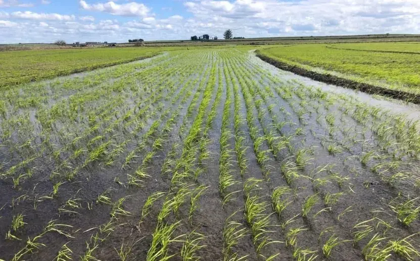 Piden al gobierno incentivo de 100 millones para la próxima cosecha de arroz