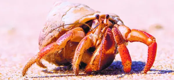 Casi 800 especies llevan refugios móviles  (la mayoría de las veces conchas de caracol calcificadas). Fotos Jonathan Delance.