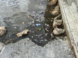 Autoridades  investigan muerte de peces en el río Soco