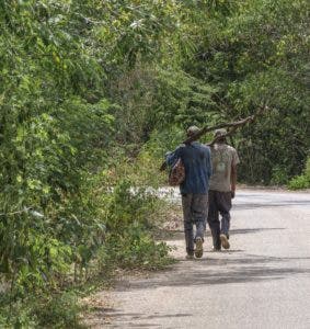 Leucaena, especie invasora que beneficia ganadería y daña parques