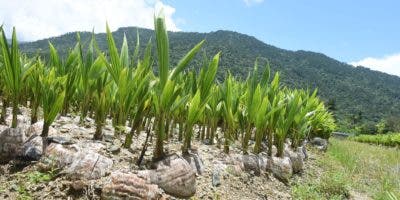 Autoridades apuestan a la producción del coco