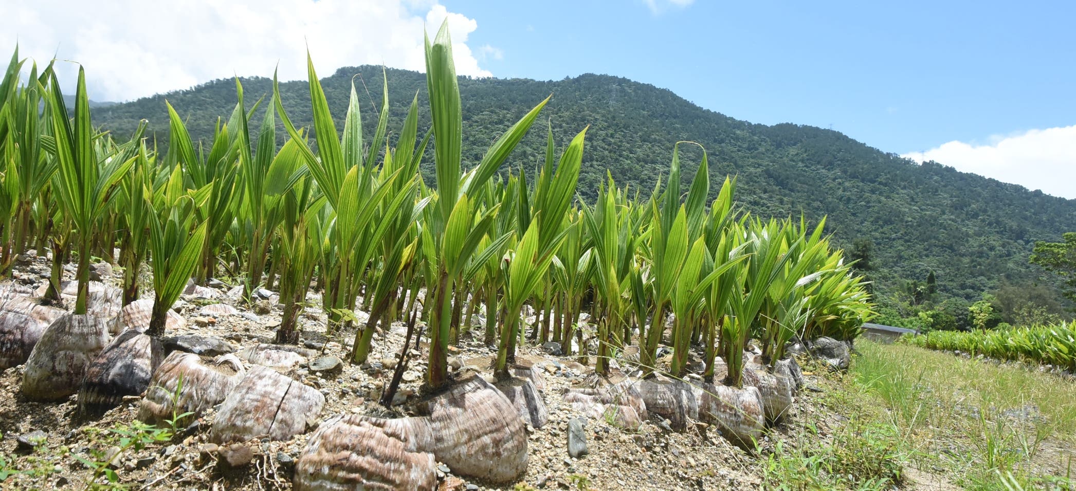Autoridades apuestan a la producción del coco