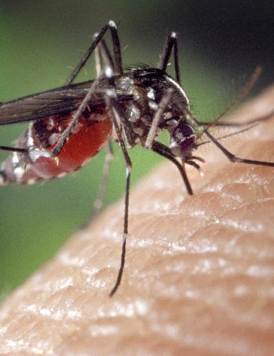 Hospital registra baja de ingresos dengue