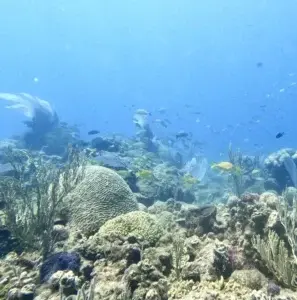 Coral Sosúa es un gran modelo sustentable para  conservación ecosistemas