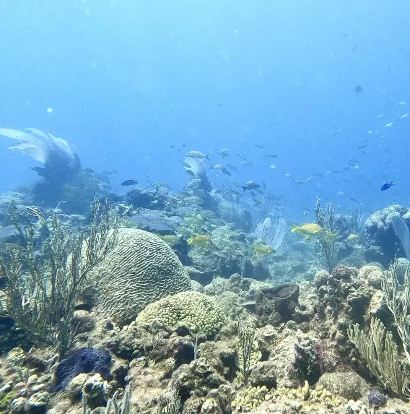 Coral Sosúa es un gran modelo sustentable para  conservación ecosistemas