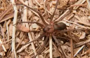 Salud Pública aseguran no hay ataques de araña en el país