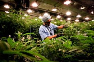 Cannabis medicinal: una industria que florece en Uruguay