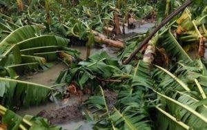 Sector agropecuario con poca  mano de obra para reconstruir campos