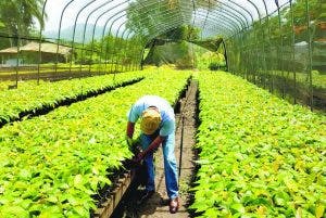 A partir de biomasa, RD podría reducir tarifa y sustituir matriz energética