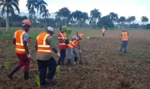 Fincas de biomasa ayudan ambiente; existe idea errada de cortar árboles